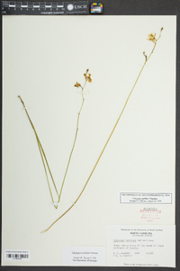 Calopogon pallidus image