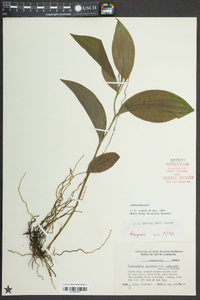 Cypripedium parviflorum var. pubescens image