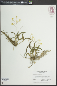 Epidendrum conopseum image