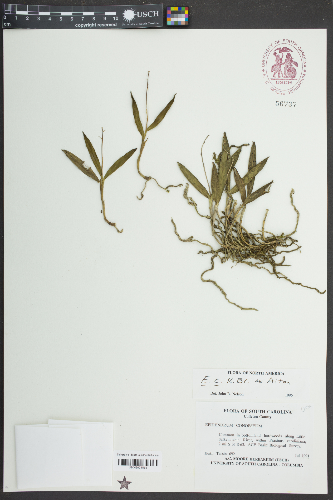 Epidendrum conopseum image