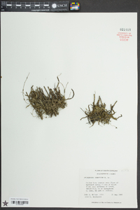 Epidendrum conopseum image