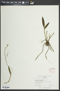 Epidendrum conopseum image