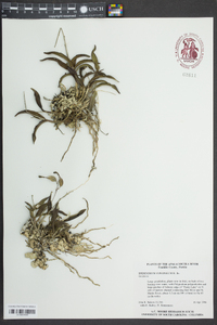 Epidendrum conopseum image