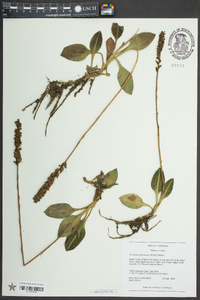 Goodyera pubescens image