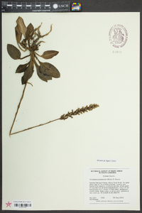 Goodyera pubescens image