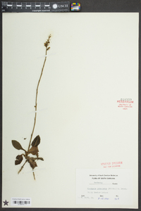 Goodyera pubescens image