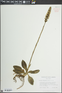 Goodyera pubescens image