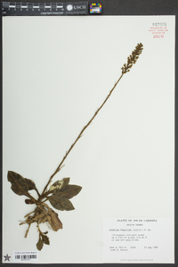 Goodyera pubescens image