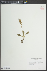 Goodyera pubescens image