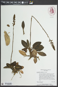 Goodyera pubescens image