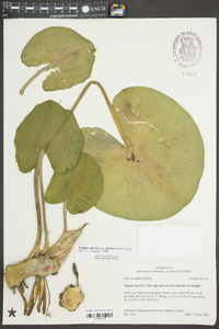 Nuphar advena image