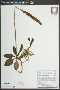 Goodyera pubescens image