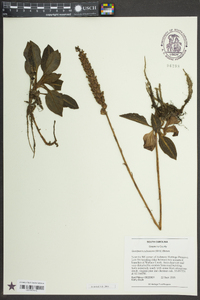 Goodyera pubescens image