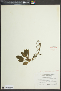 Goodyera pubescens image