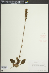 Goodyera pubescens image