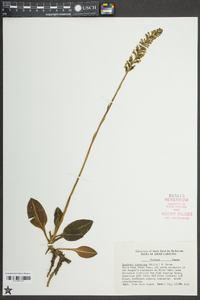 Goodyera pubescens image