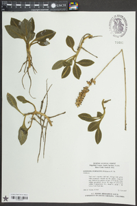 Goodyera pubescens image