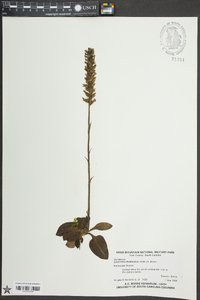 Goodyera pubescens image