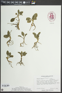 Goodyera pubescens image