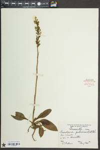 Goodyera pubescens image