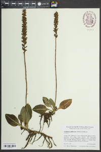 Goodyera pubescens image