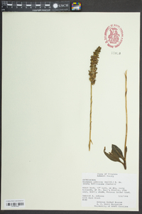 Goodyera pubescens image