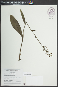 Platanthera clavellata image