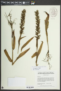 Habenaria repens image