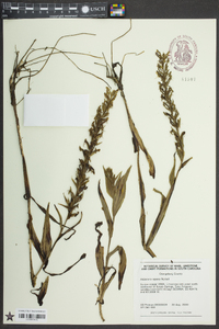 Habenaria repens image