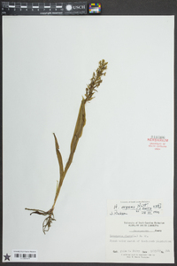 Habenaria repens image