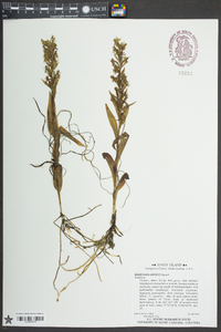 Habenaria repens image