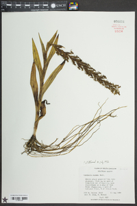 Habenaria repens image