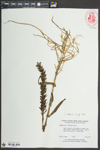 Habenaria repens image