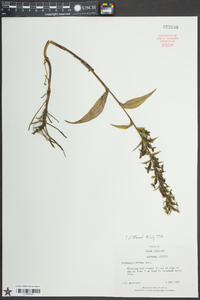 Habenaria repens image