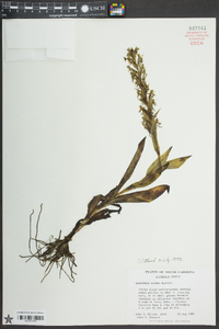 Habenaria repens image