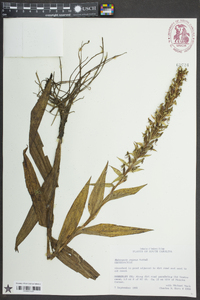 Habenaria repens image