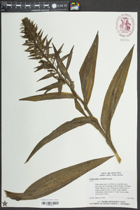 Habenaria repens image