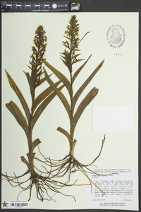 Habenaria repens image