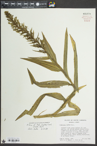 Habenaria repens image