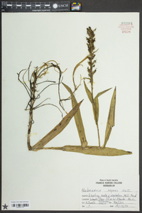 Habenaria repens image