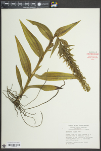 Habenaria repens image