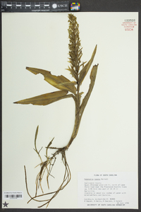 Habenaria repens image