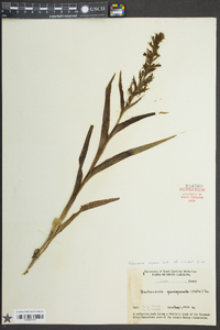 Habenaria repens image