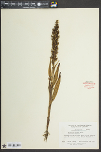 Habenaria repens image