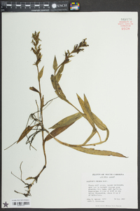 Habenaria repens image