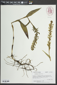 Habenaria repens image