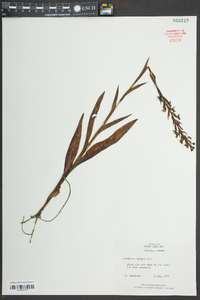 Habenaria repens image