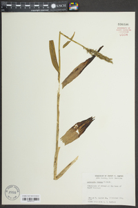 Habenaria repens image