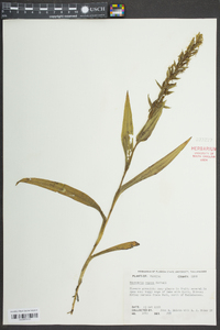 Habenaria repens image