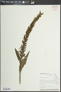 Habenaria repens image